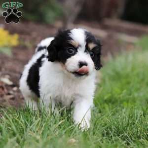 Taylor, Cavachon Puppy